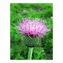 Thistle Poster posters