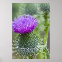 Thistle Posters