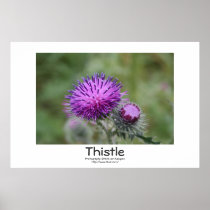 Thistle posters