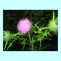 Thistle posters