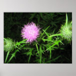 Thistle Poster