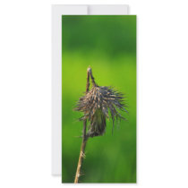 Thistle Personalized Rack Card