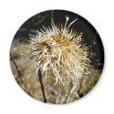 Thistle Seedhead Magnet
