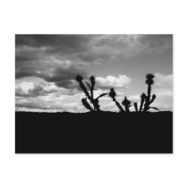 Thistle Silhouette BW 10_4_08 Postcard