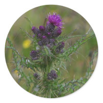 Thistle stickers
