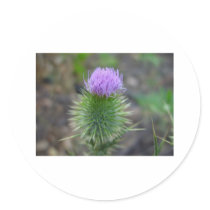 thistle stickers