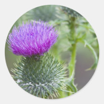 Thistle Sticker