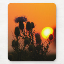 Thistle Sunrise ~ Thistle silhouette in sunrise mousepads