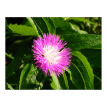 Thistle too posters by Kiyoshi Thistle too posters