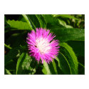 Thistle too posters