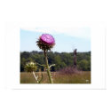 Thistle with farm backdrop posters