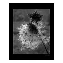 ThistleDown posters