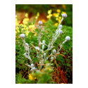 thistles and flowers posters