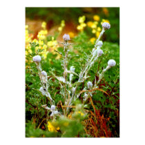 thistles and flowers posters