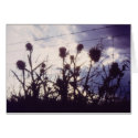 Thistles before the storm cards by kchwxdr Thistles before the storm cards
