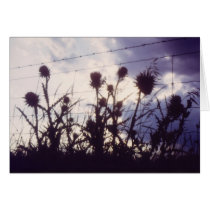 Thistles before the storm cards
