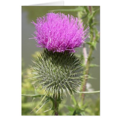 Thistles Greeting Cards by mlane53