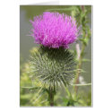 Thistles cards