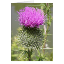 Thistles cards by mlane53 Thistles cards