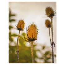 Thistles Personalized Flyer