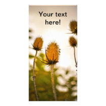 Thistles Customized Photo Card