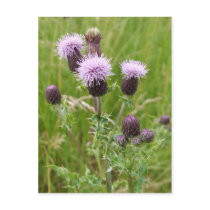 Thistles Postcard