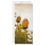 Thistles Custom Rack Cards