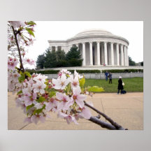 Thomas Jefferson Memorial with cherry blossoms Posters