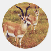 Thompsons Gazelle safari stickers