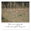 Thomson's Gazelle on the Serengeti, Ta... posters