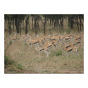 Thomson's Gazelle posters by catdogdz Thomson's Gazelle posters