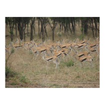 Thomson's Gazelle posters