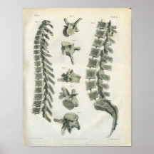 Thoracic and Lumbar Vertebrae Chiropractic Posters