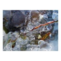 Thorn in Round Bubbles of Ice from Freezing Rain Photo Art