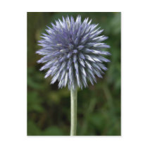 Thornbush Thistle Postcard