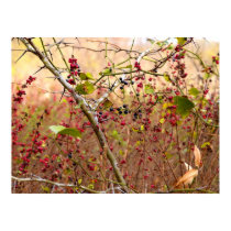 Thorns and Berries posters