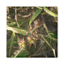 Thorns. magnets