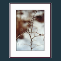 Thorns postcards