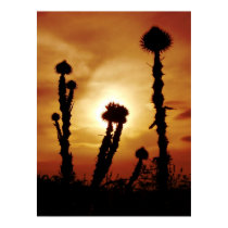 Thorns posters