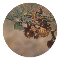 Thorny Seed Pod stickers by lifesphere Thorny Seed Pod stickers