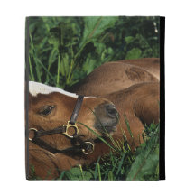 Thoroughbred Foal Lying Down iPad Folio Cases