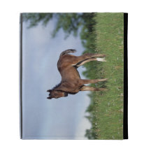Thoroughbred Foal Standing in the Grass iPad Cases