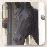 Thoroughbred Friesian Cross Cork Coasters