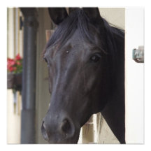 Thoroughbred Friesian Cross Invitation