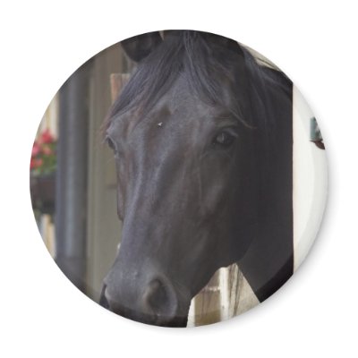 Friesian+cross+thoroughbred