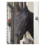 Thoroughbred Friesian Cross Notebook