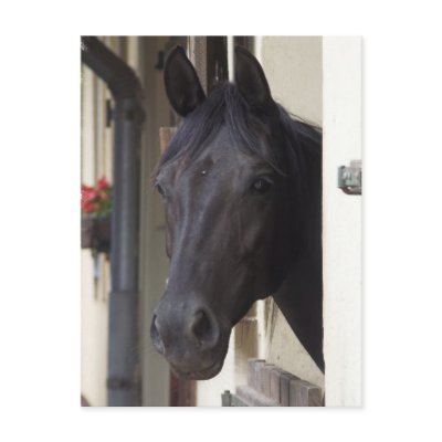 Friesian+cross+thoroughbred