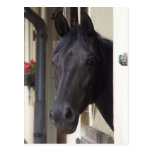 Thoroughbred Friesian Cross Postcard