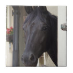 Thoroughbred Friesian Cross Tile