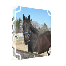 Thoroughbred Horse Canvas Print